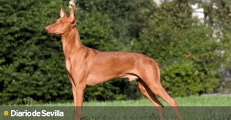 braco con podenco|Podenco, el perro de caza del Mediterráneo